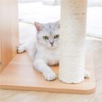 Katzenbaum aus Holz - Kratzbaum mit Liegeflächen & Sisalstämmen-8